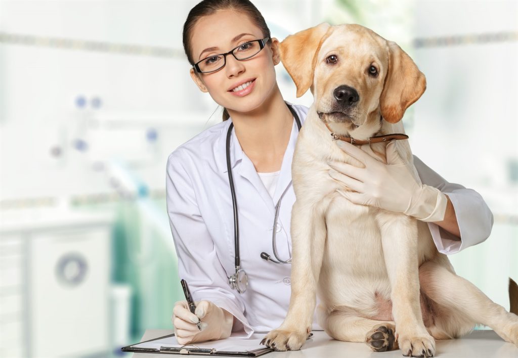 Krankenversicherung für Tiere