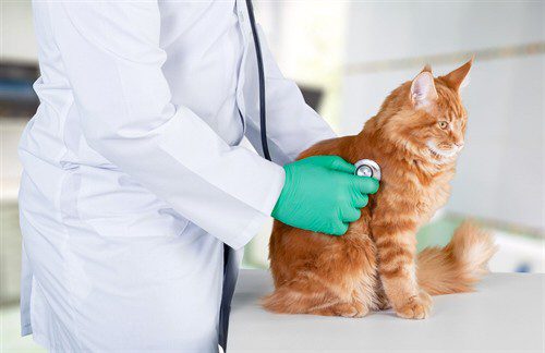 Tierkrankenversicherung - Operationsversicherung für Haustiere
