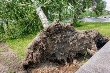 Wohngebäude-Sturmversicherung: Rettungskostenersatz für Beseitigung eines entwurzelten Baumes