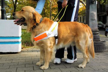 Reiserücktrittsversicherung: Reisestornierung wegen Erkrankung des benötigten Blindenhundes