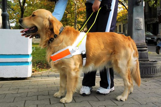 Reiserücktrittsversicherung: Reisestornierung wegen Erkrankung des benötigten Blindenhundes