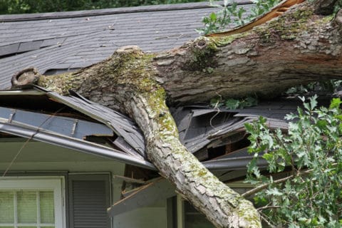 Gebäudeversicherung - Sturmschaden durch umstürzende Bäume