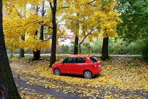 Fahrzeugbeschädigung durch herabfallende Äste und Nüsse