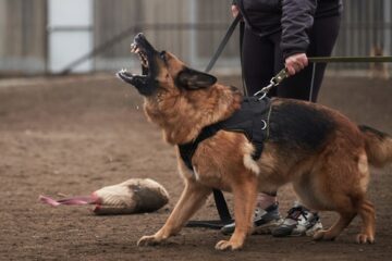 Hundebiss – Tierhalterhaftpflichtversicherung – Ausschluss Deckungspflicht