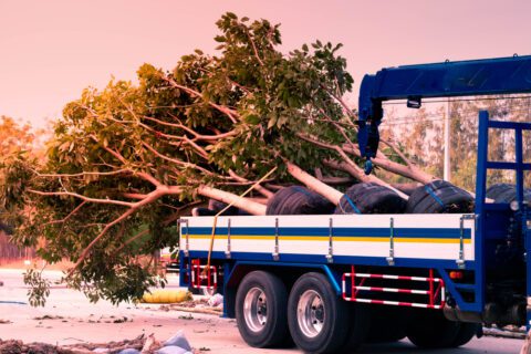 Wohngebäudeversicherung - Folgekosten bei Fällung und Abtransport