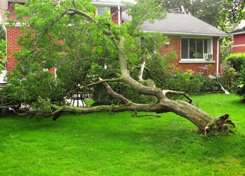 Wohngebäudeversicherung – Ersatz Baumbeseitigungskosten nach Sturm