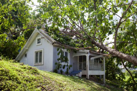 Wohngebäudeversicherung – Sturm - Aufräumungskosten für Bäume