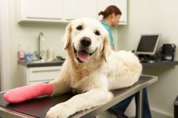 Hunde-OP-Schutz-Versicherung – Wirksamkeit Positivkatalog