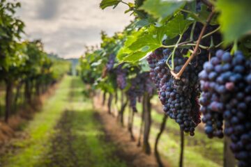 Verschmutzung von Weintrauben beim Erntevorgang durch selbstfahrenden Traubenvollernter