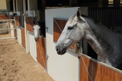 Schäden Pferdestallbox: Tierhaftpflichtversicherung
