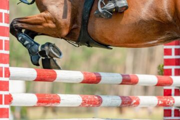 Tierhalterhaftpflichtversicherung – Befriedigung des Haftpflichtgläubigers